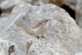 Rock Wren